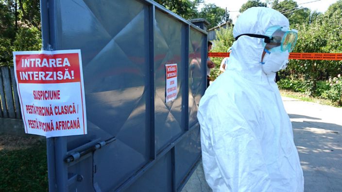 Încă două focare de pestă porcină africană, la Comana. Mâine începe sacrificarea preventivă