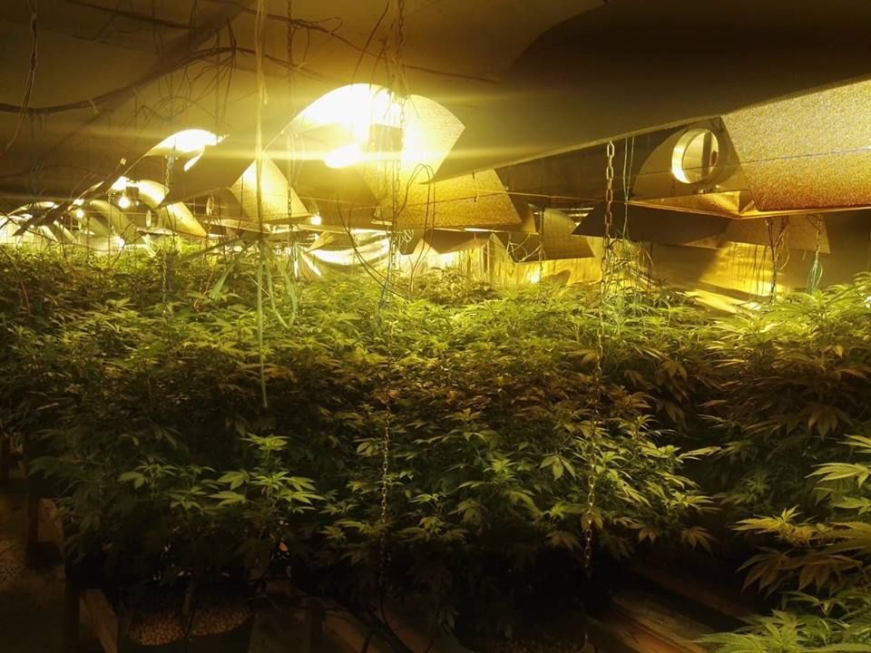 Rețea de traficanți de droguri, destructurată de polițiștii antidrog