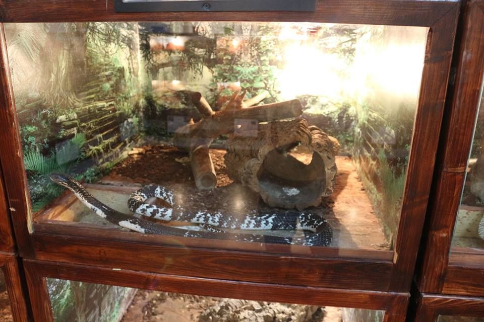 Expoziție inedită la Muzeul Județean  din Giurgiu ”Venin – frumuseți de neatins”