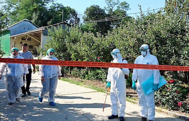 Focarul de pestă porcină de la Daia nu se confirmă. Eroare a laboratorului!