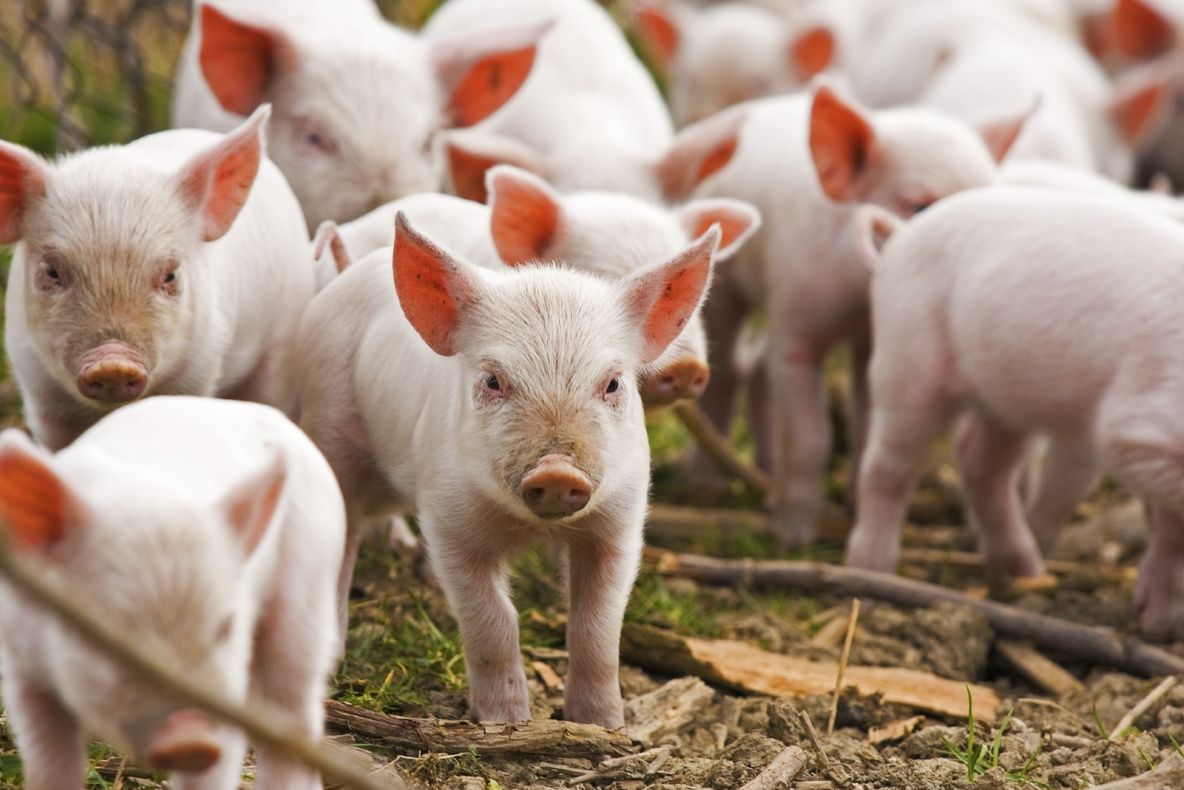 Un nou focar de pestă porcină africană! Autoritățile, în alertă