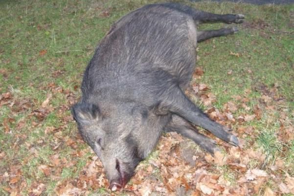 Nou focar de pestă porcină pe un fond de vânătoare în județul Giurgiu