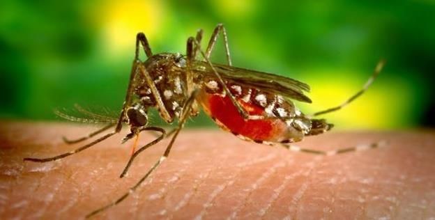 277 de cazuri de infecție cu virusul West Nile în România, trei la Giurgiu!
