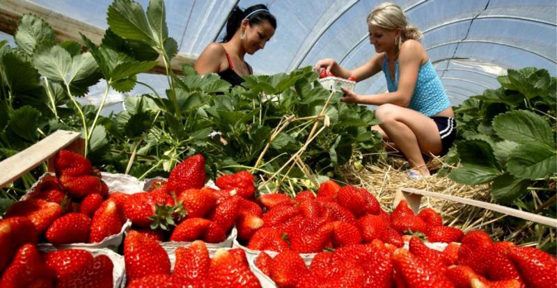 Suedia caută culegatori de căpşune pentru perioada iunie-august