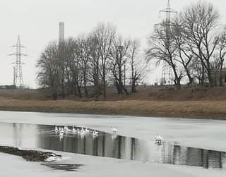 Spectacolul naturii, pe Canalul Plantelor. Zeci de lebede iernează la Giurgiu