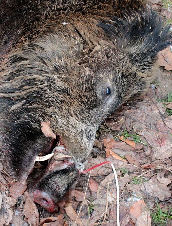 Noi cazuri de pestă la porcii mistreți, în județul Giurgiu