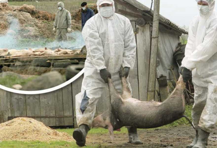 Alertă! Un nou focar de pestă porcină africană în județul Giurgiu