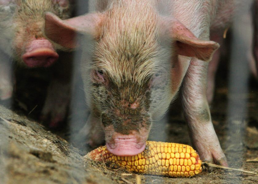 Cinci focare de pestă porcină africană din județul Giurgiu, închise