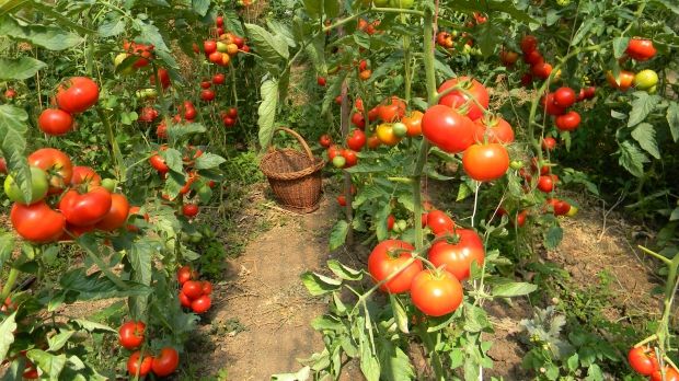 Locuri de muncă în Olanda, fără cunoştinţe de limbă străină, în sectorul agricol