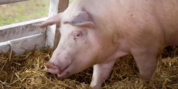 Numărul focarelor de pestă porcină africană, peste 1000. Cinci focare închise, la Giurgiu