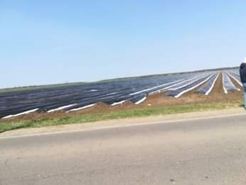 Cea mai mare plantație de sparanghel din România, inaugurată la Băneasa, de ministrul agriculturii