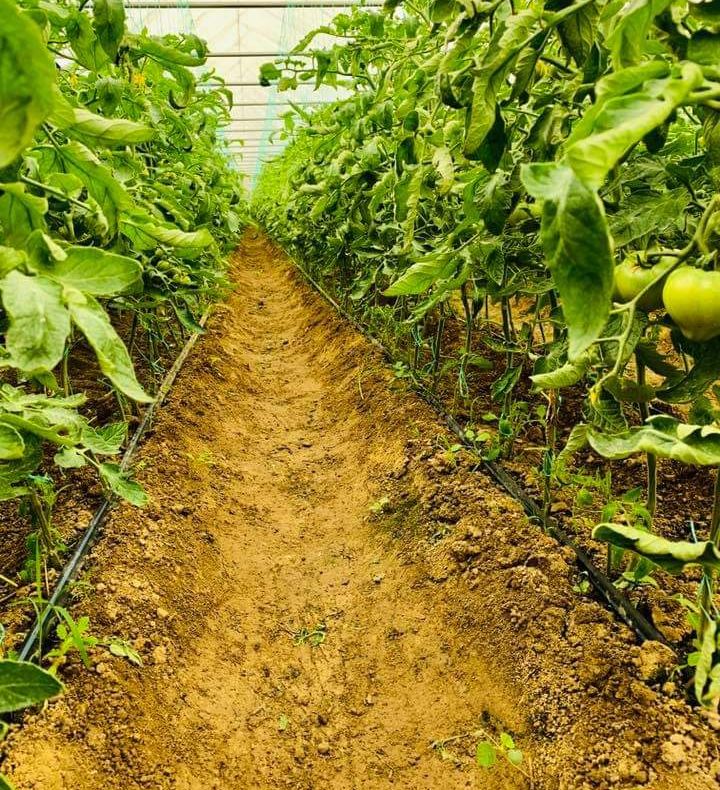 Promisiuni pentru legumicultori. Dragnea anunță dublarea subvenției și extinderea programului de tomate