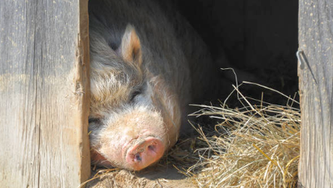18 focare de pestă, în județul Giurgiu. Unde sunt cele mai multe îmbolnăviri