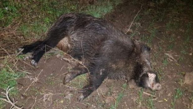 Un alt caz de pestă porcină africană la mistreți, la Greaca