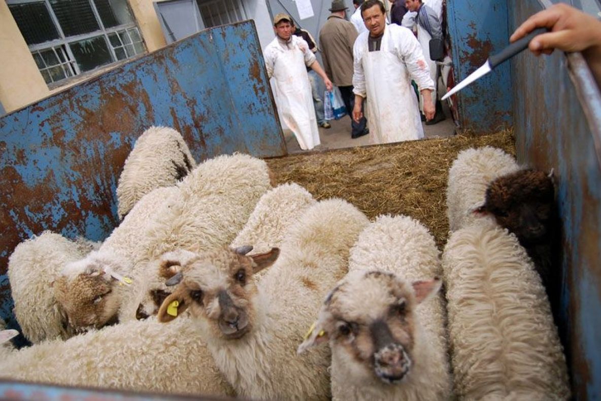 Jale pentru crescătorii de miei din județul Giurgiu. Animalele, sacrificate doar la abator