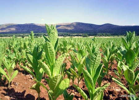 Subvenție de 1.500 de euro pentru un hectar de tutun. Suprafețe reduse, la Giurgiu