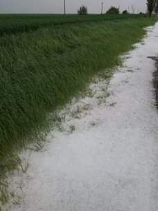 Mii de culturi de grâu și rapiță distruse de grindină, în județul Giurgiu