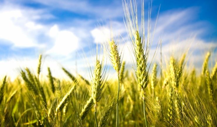 APIA dă bani pentru fermieri din sectorul vegetal