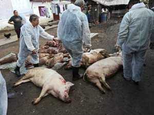 Epidemia de pestă porcină africană se extinde și în alte localități din județul Giurgiu