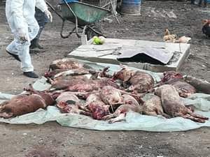 Mii de porci domestici uciși în mai multe localități, autorități în alertă