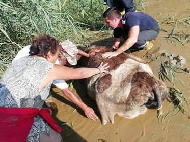 Vacă salvată de pompierii giurgiuveni dintr-o mlaștină