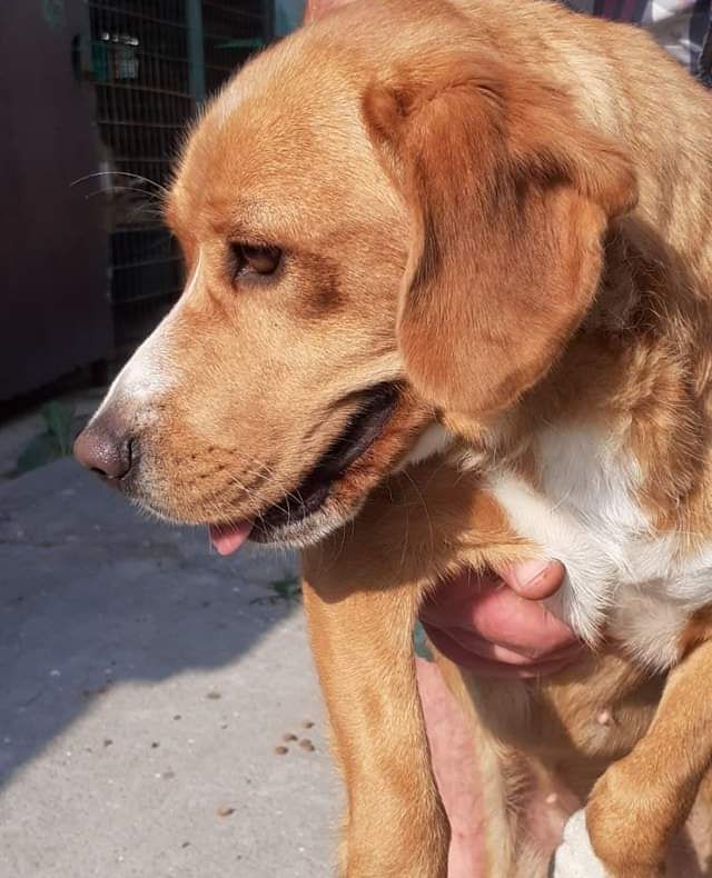 Câinii fără stăpân de la Adăpostul din Giurgiu aşteaptă să fie adoptaţi