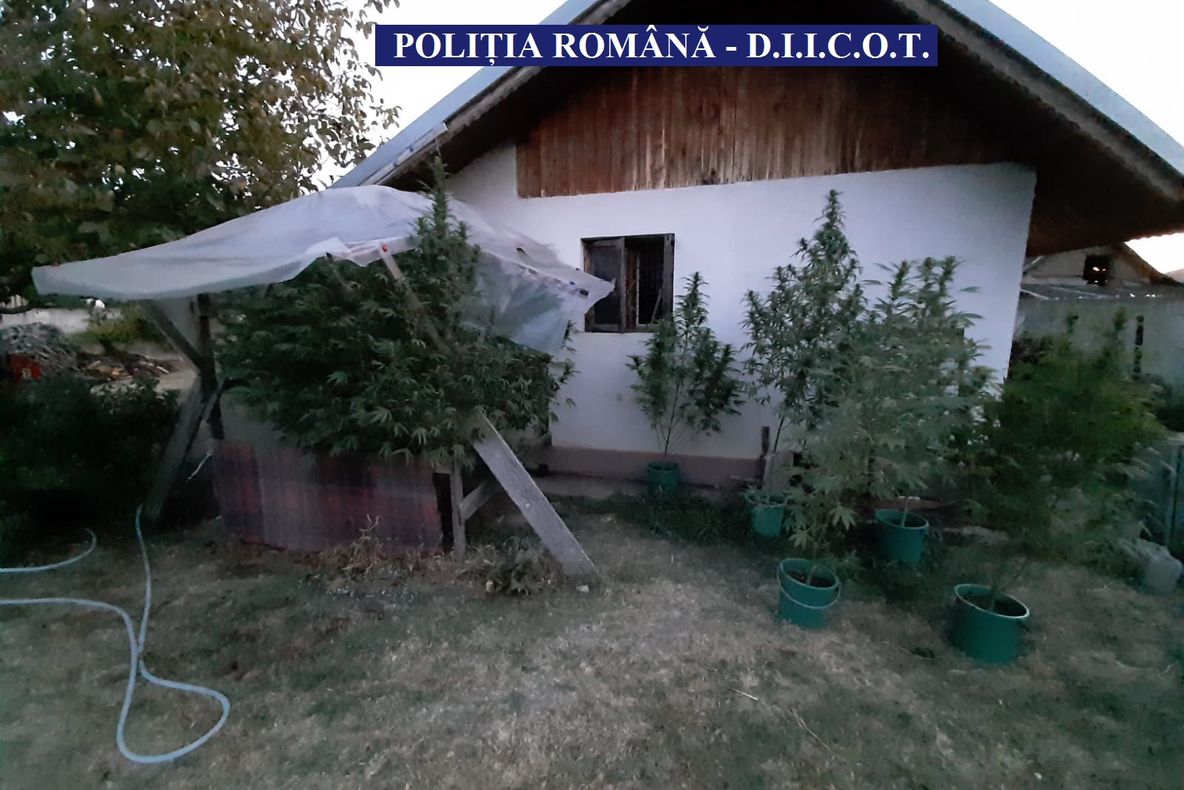 4 kg de cannabis, descoperite la Clejani, în locuința unui cipriot