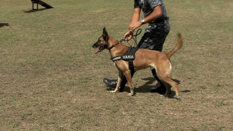 Eugen Teodorovici, la Giurgiu, despre contrabanda în vămi: ”Pe câine nu poţi să îl mituieşti”