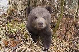 Tinerii giurgiuveni se pot iniția în arta fotografică