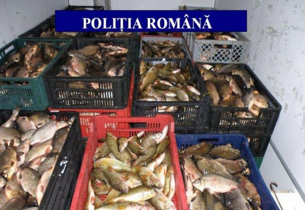 Razii ale polițiștilor și inspectorilor DSV la comercianții de pește