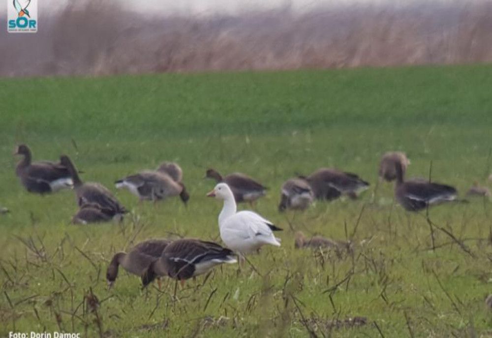 Apariția misterioasă la malul Dunării a unei păsări rare, neîntâlnită vreodată în România: „Nu știm cum a ajuns la noi”