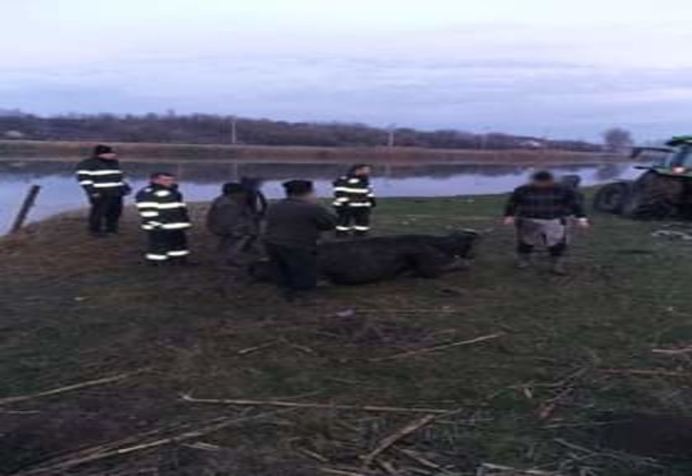 Vacă salvată de pompieri dintr-o baltă din județul Giurgiu