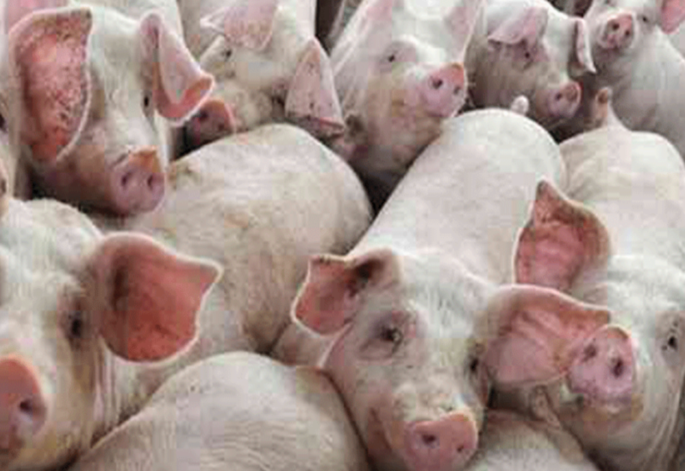 Pesta porcină evoluează în 237 de localități din 24 de județe. Câte focare sunt în județul Giurgiu