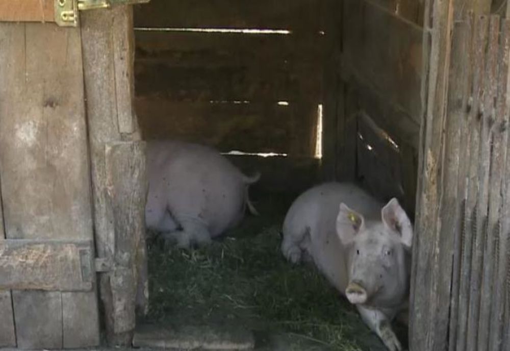 Giurgiu - numărul focarelor de pestă porcină s-a redus