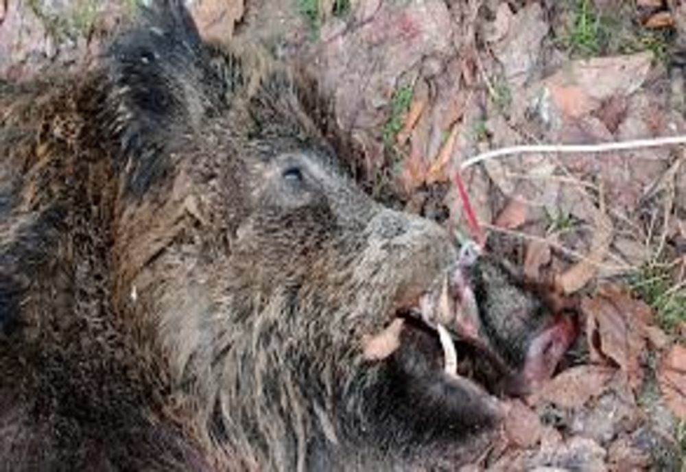 Peste 200 de porci mistreți morți din cauza pestei porcine pe fondurile de vânătoare din județul Giurgiu