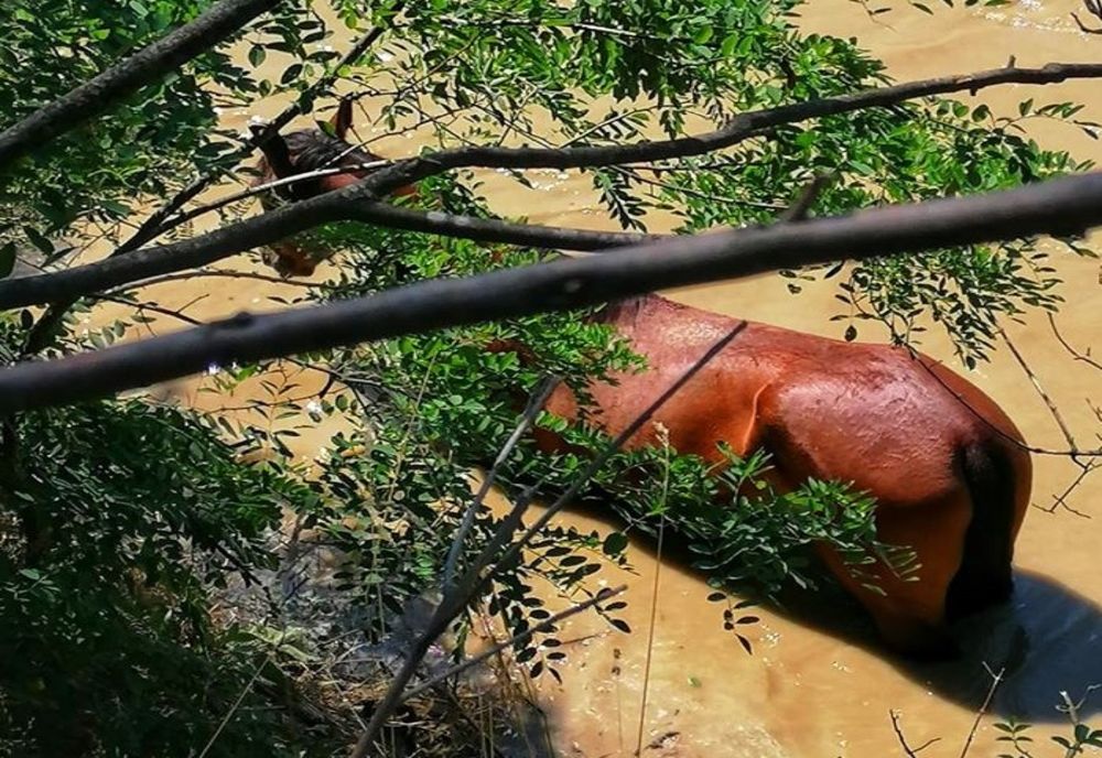 Cal salvat din râul Argeș de pompieri din cadrul ISU Giurgiu