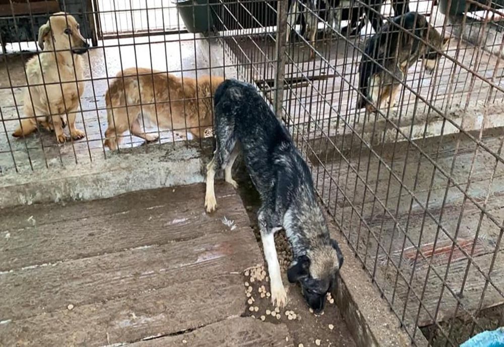 Criză majoră a câinilor fără stăpân, la Giurgiu. Apel al autorităților