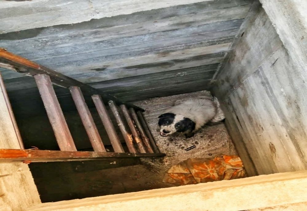Câine scos de pompierii giurgiuveni dintr-un beci adânc de 2,5 metri