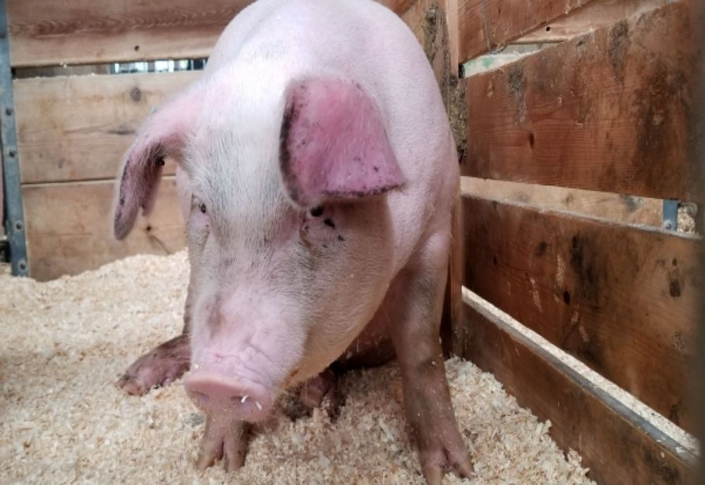 Focar de pestă porcină depistat într-o gospodărie din Greaca