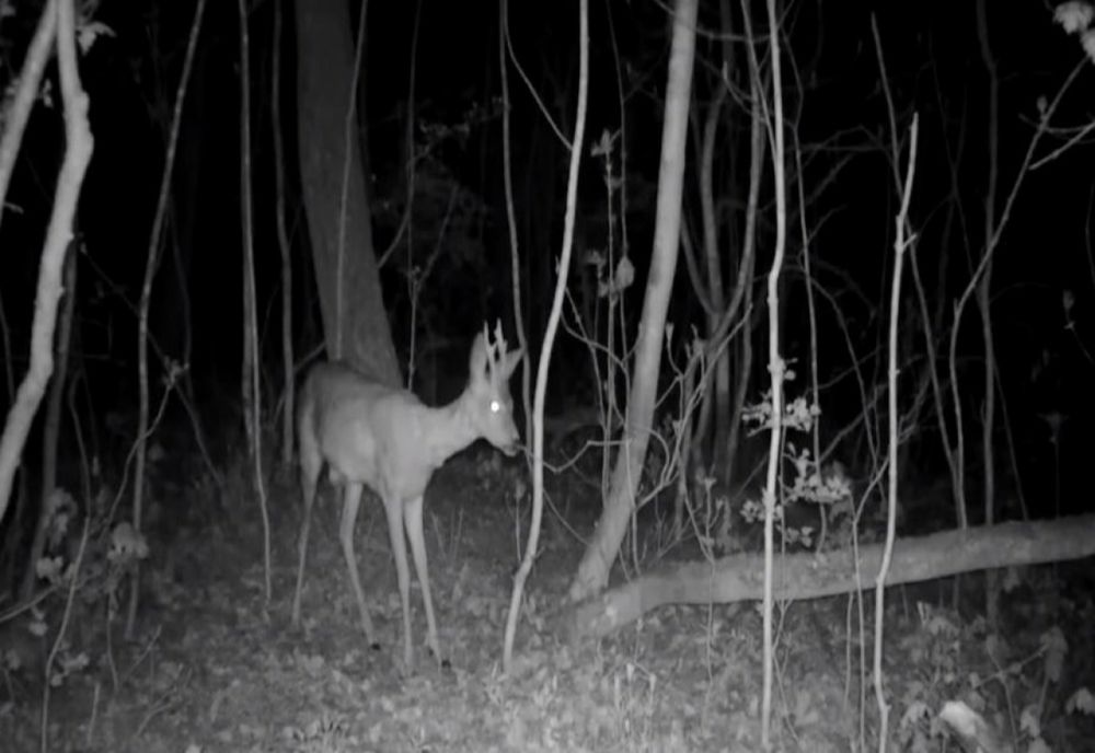 O căprioară, bursuci și vulpi curioase, în imagini inedite surprinse de o cameră de monitorizare a faunei în Giurgiu 