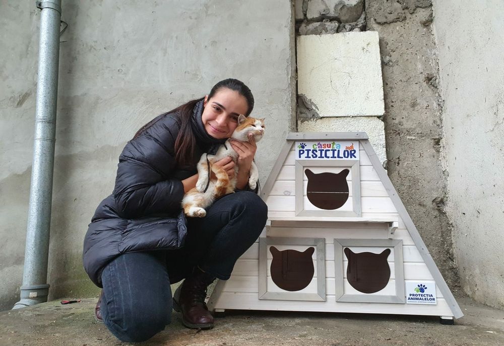 Căsuţe noi pentru pisicile fără stăpân. O iniţiativă demnă de apreciat