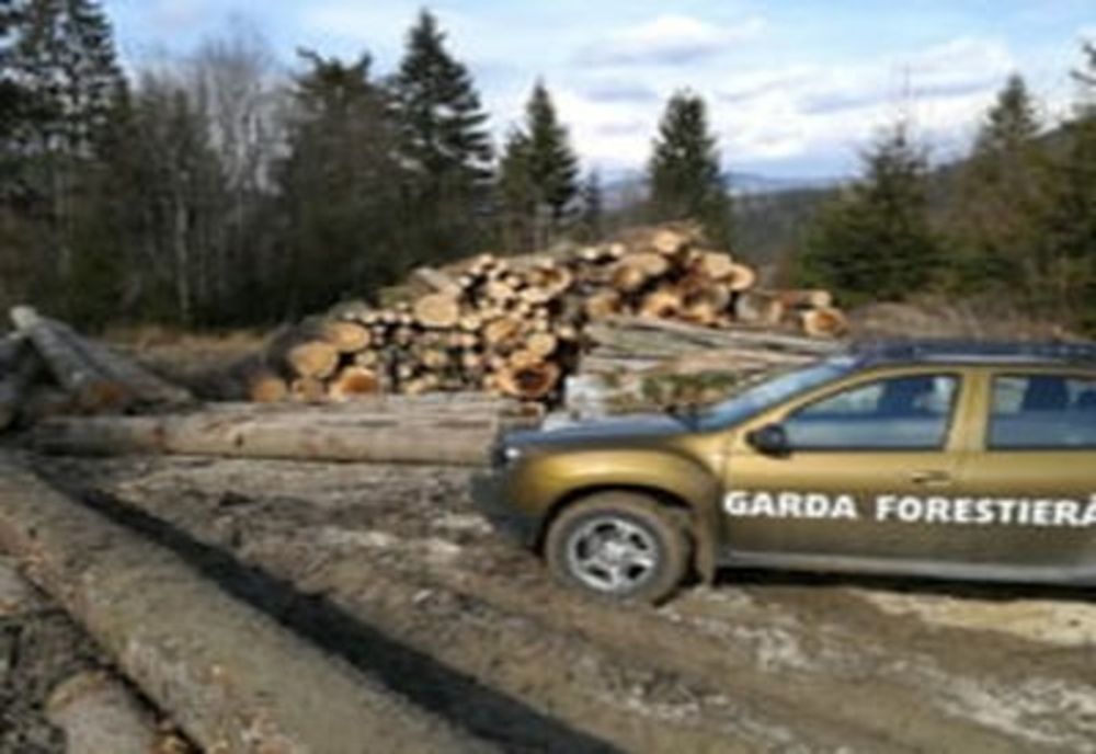 Descinderi ale poliţiştilor şi ale comisarilor Gărzii Forestiere în Bolintin Vale