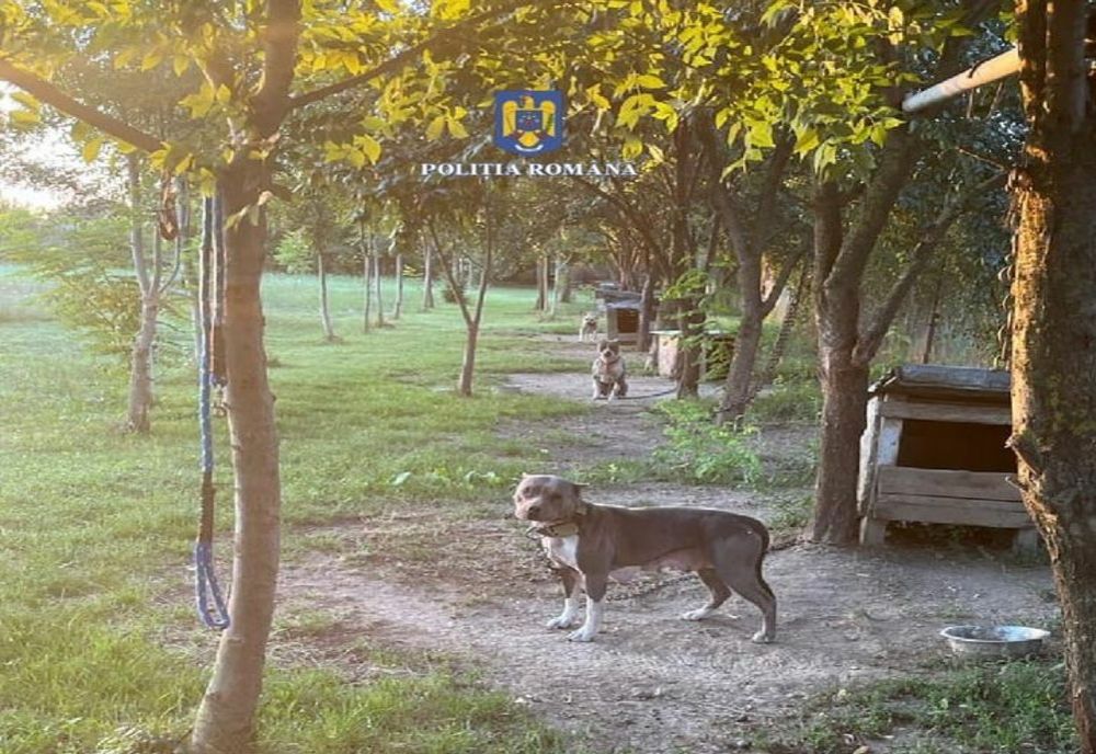 Bărbat cercetat pentru intervenţii chirurgicale ilegale asupra unui animal