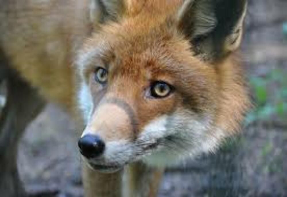 Vulpe filmată în centrul oraşului Giurgiu- Video