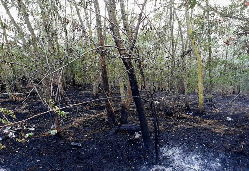 Trei hectare de litieră de pădure, mistuite de flăcări, în localitatea Crânguri