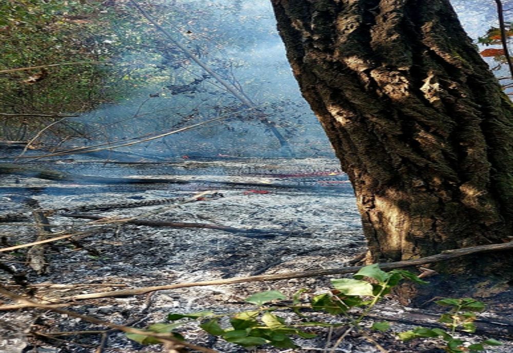 Incendiu violent, la Herăşti! Arde pădurea din localitate. Pompierii din trei judeţe intervin pentru stingerea flăcărilor