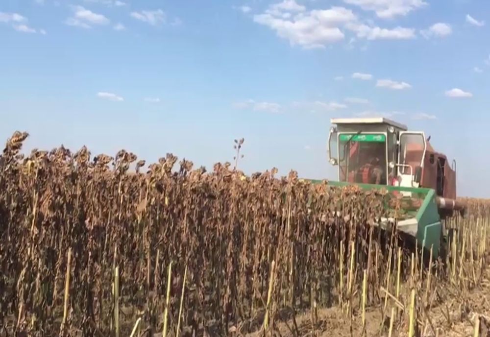 Giurgiu. Cultură de floarea soarelui, recoltată de hoţi