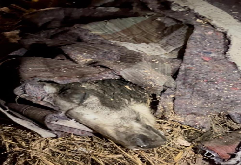 Bărbat din Băneasa, cercetat pentru uciderea unui cal, cu intenţie 