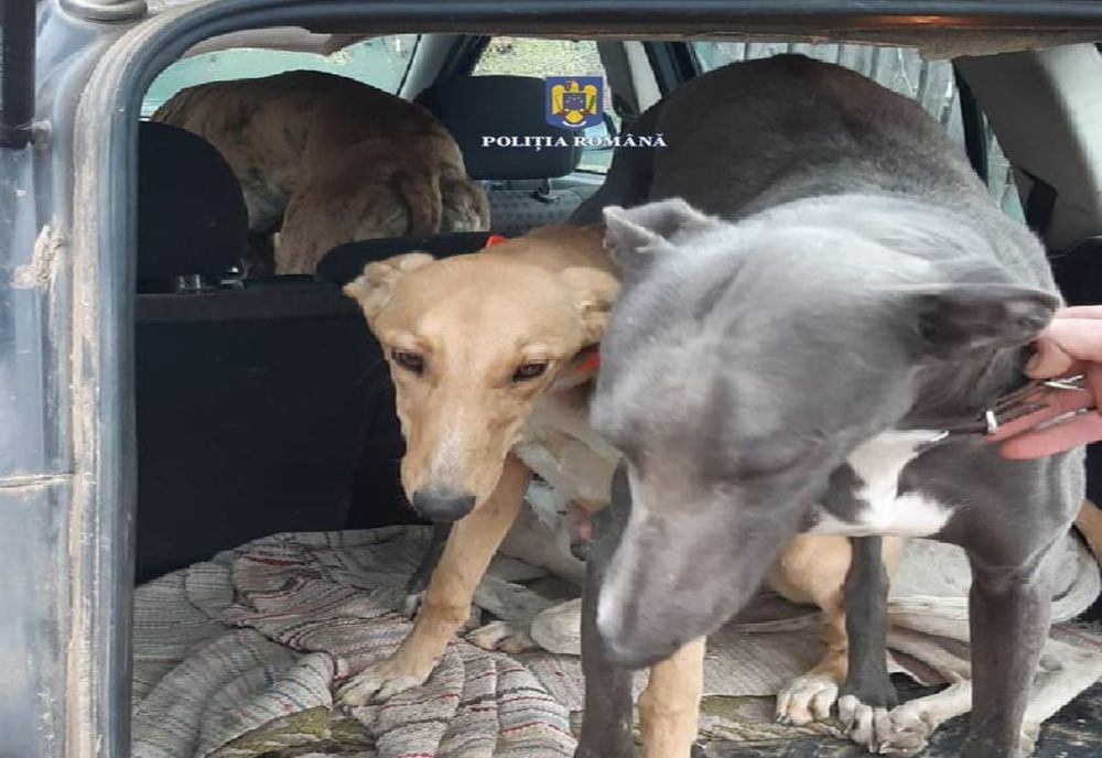 Giurgiu. Bărbaţi prinşi la braconaj cu câini din rasa ogar