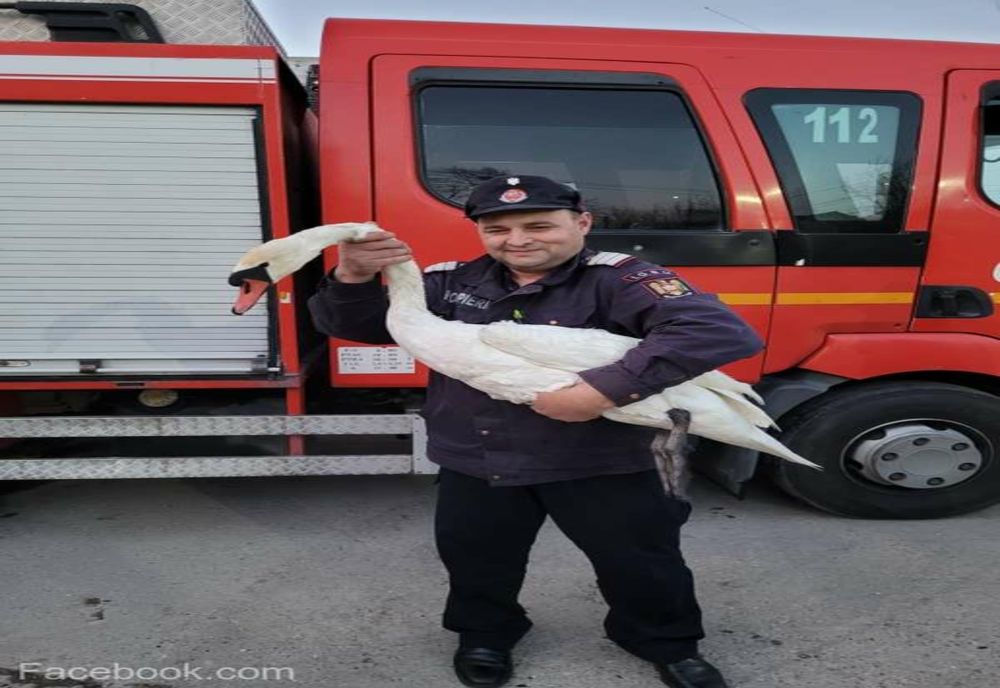 Giurgiu. O lebădă aflată în pericol de înec după ce fusese prinsă într-un fir de nailon, a fost salvată de pompieri 